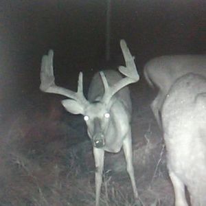 Meet your Posher, Wyatt